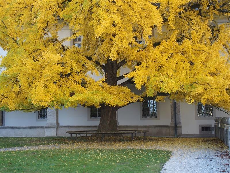 Der Ginkgo-Baum auf der Pfarrheimwiese im Benediktinerstift Kremsmünster